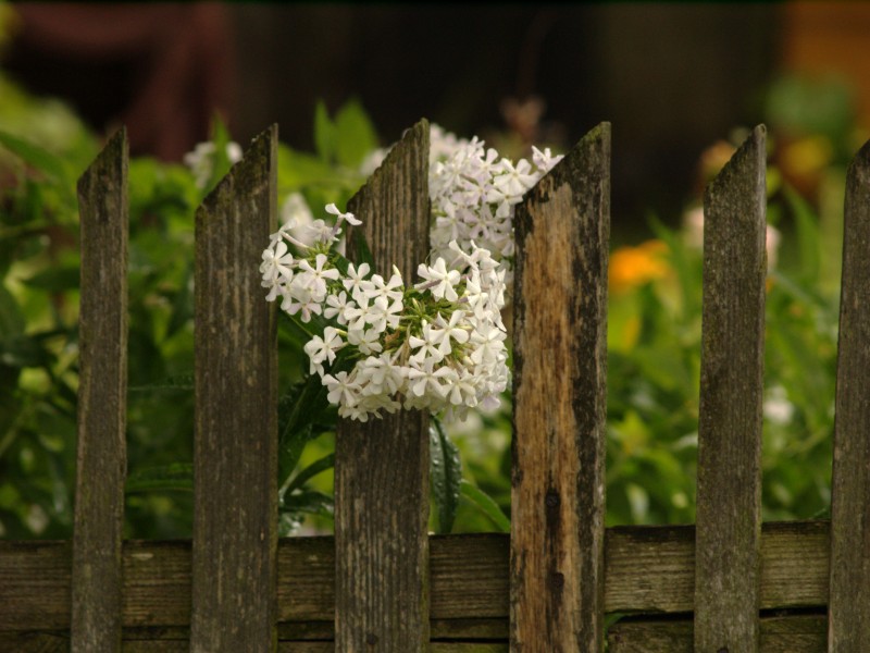 Wczytywanie Obrazu...