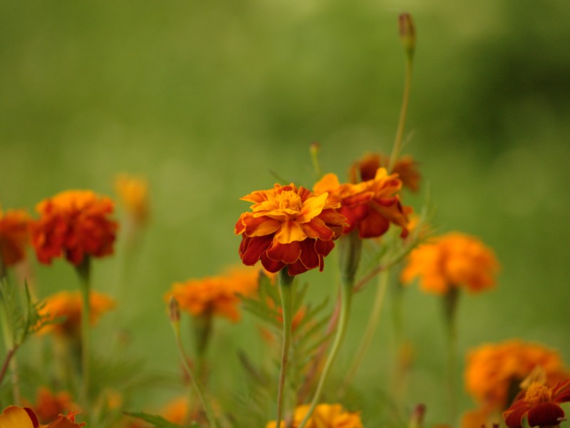 Wczytywanie Obrazu...