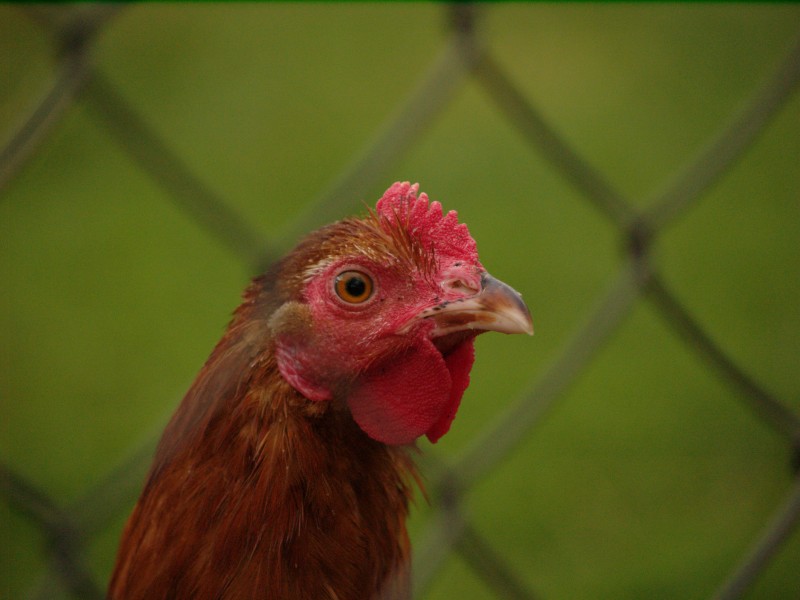 Wczytywanie Obrazu...