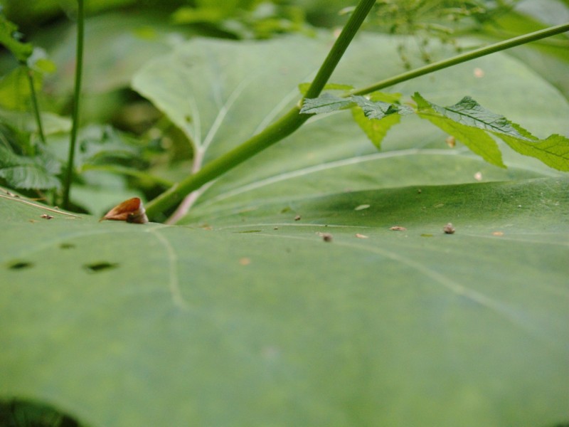 Wczytywanie Obrazu...