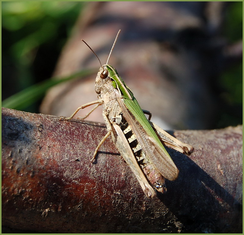 Wczytywanie Obrazu...