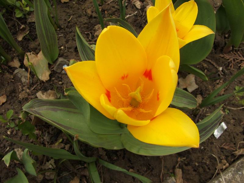 Wczytywanie Obrazu...