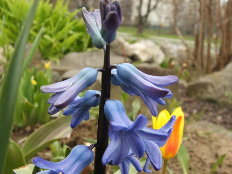 Wczytywanie Obrazu...