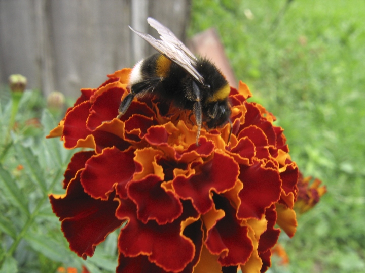 Wczytywanie Obrazu...