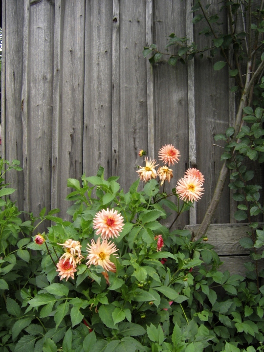 Wczytywanie Obrazu...