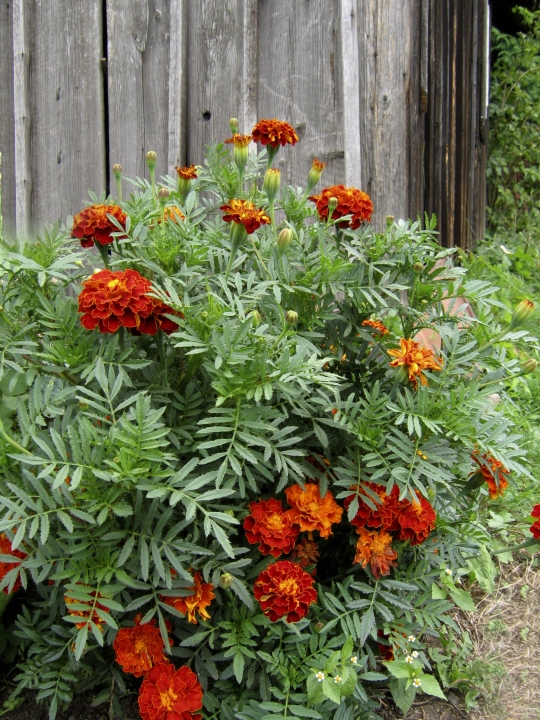 Wczytywanie Obrazu...