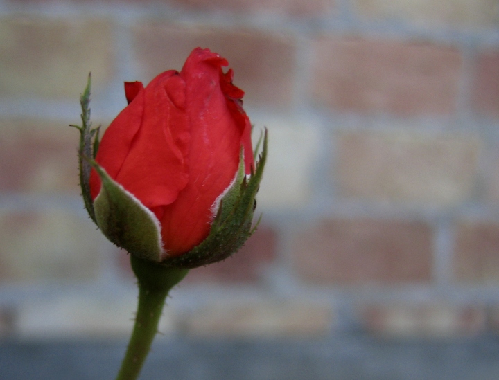 Wczytywanie Obrazu...