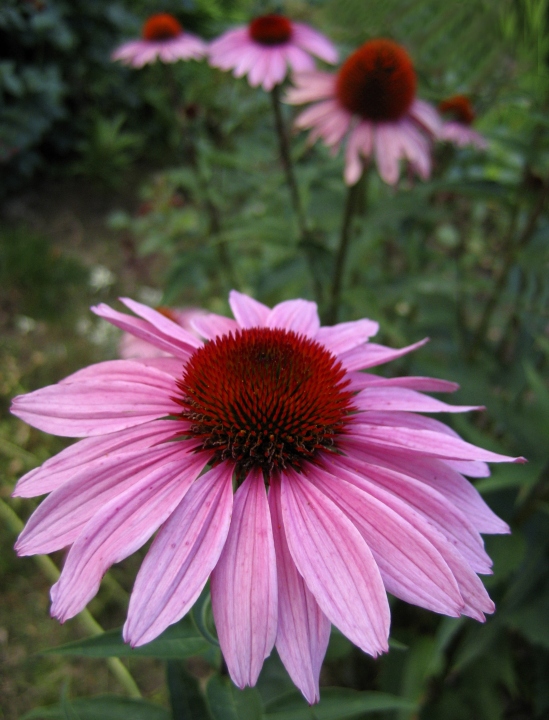 Wczytywanie Obrazu...