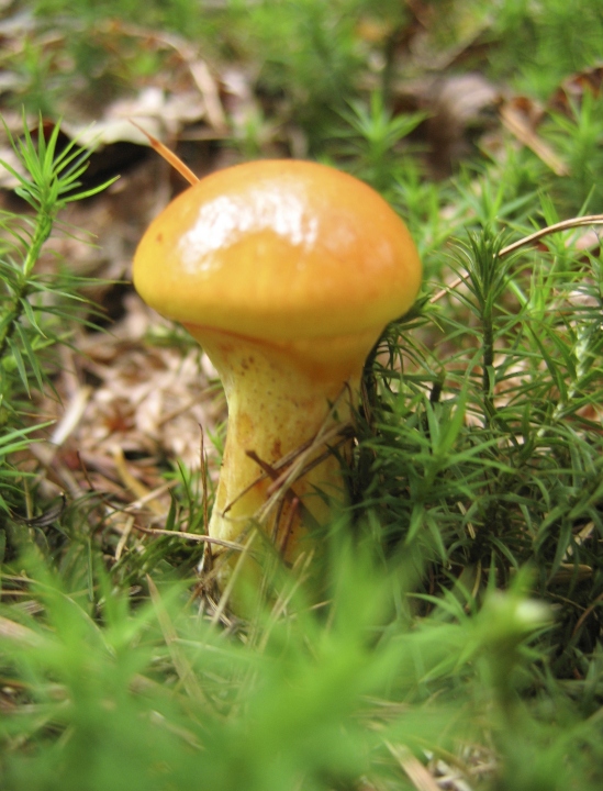 Wczytywanie Obrazu...