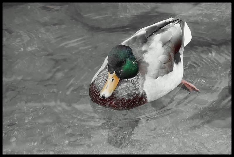 Wczytywanie Obrazu...