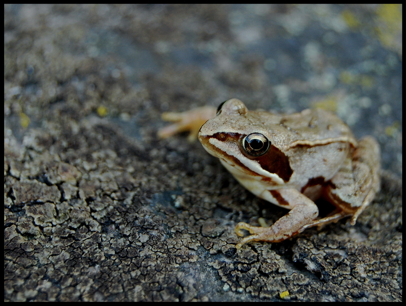 Wczytywanie Obrazu...