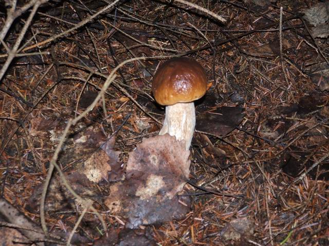 Wczytywanie Obrazu...