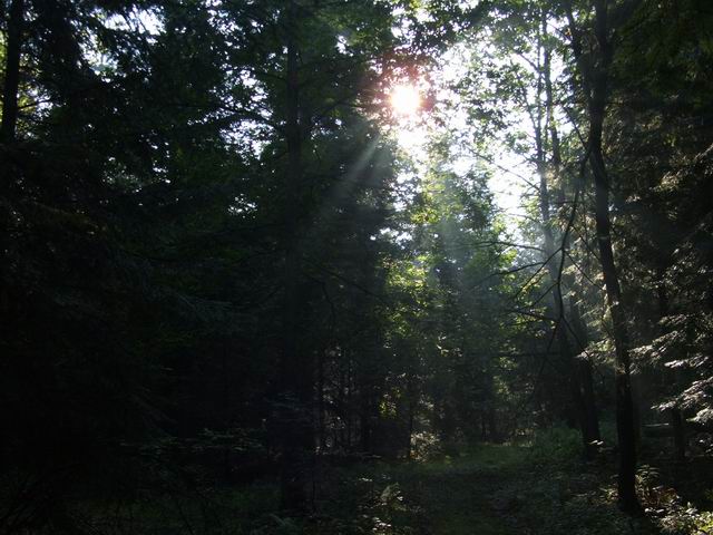 Wczytywanie Obrazu...