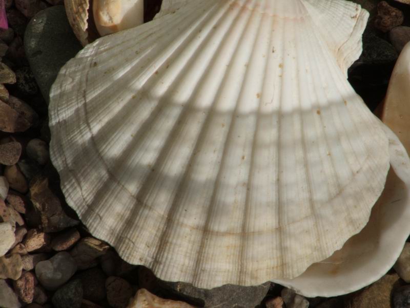 Wczytywanie Obrazu...