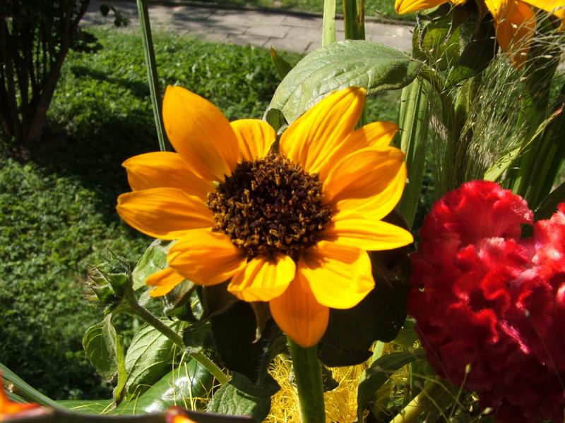 Wczytywanie Obrazu...