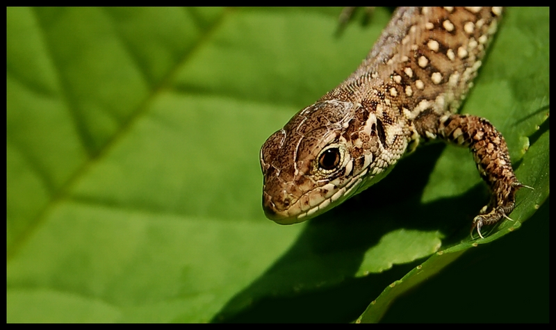 Wczytywanie Obrazu...