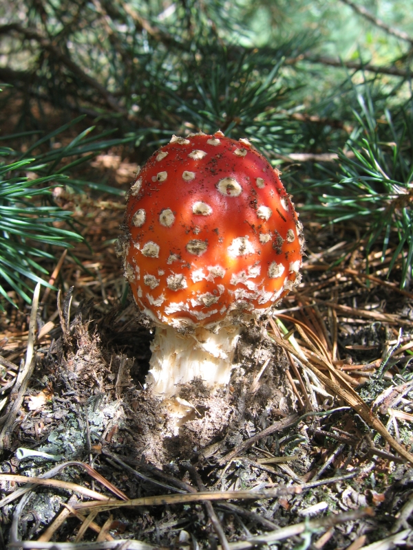 Wczytywanie Obrazu...