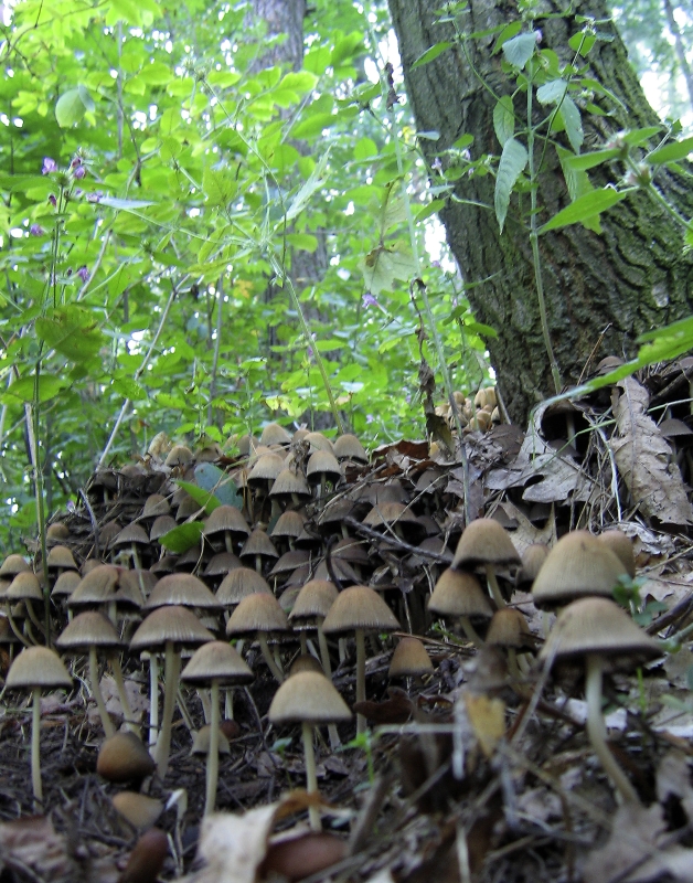 Wczytywanie Obrazu...