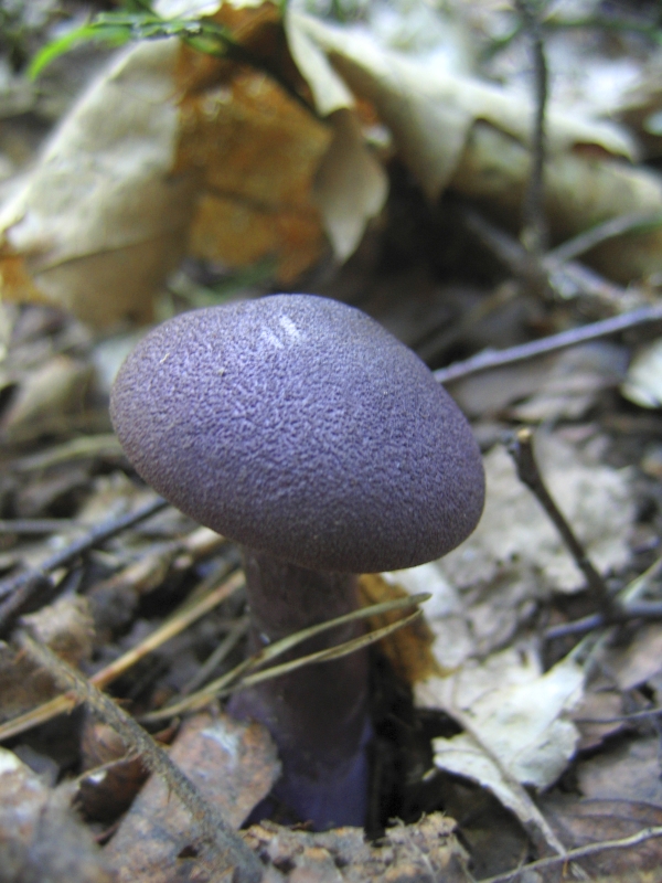 Wczytywanie Obrazu...