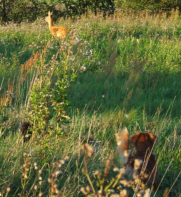 Wczytywanie Obrazu...