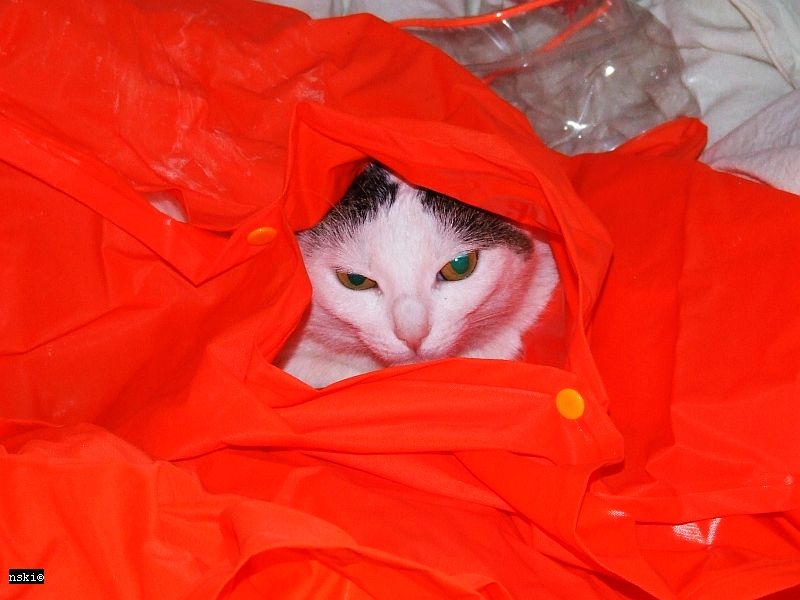 Wczytywanie Obrazu...