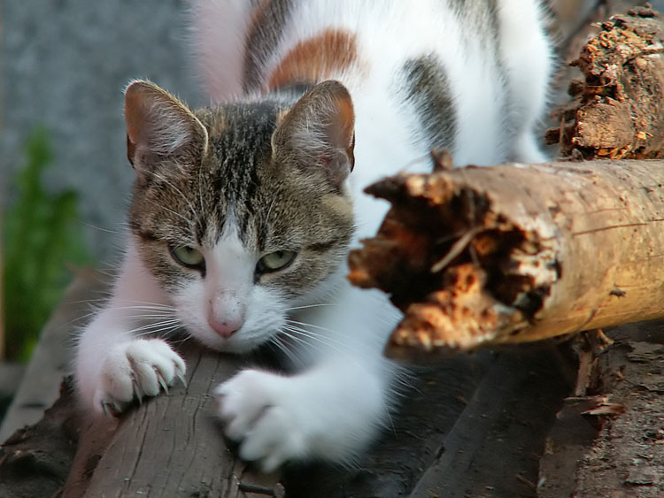 Wczytywanie Obrazu...