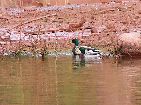 Wczytywanie Obrazu...