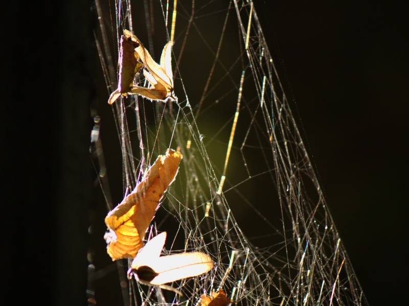 Wczytywanie Obrazu...