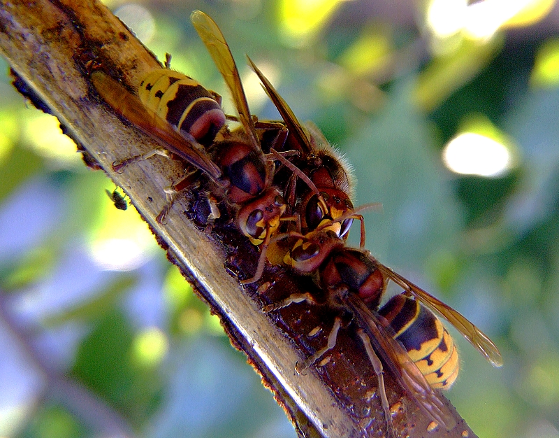 Wczytywanie Obrazu...