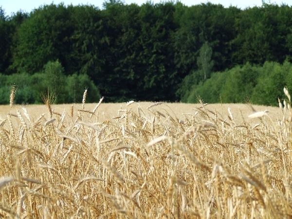 Wczytywanie Obrazu...