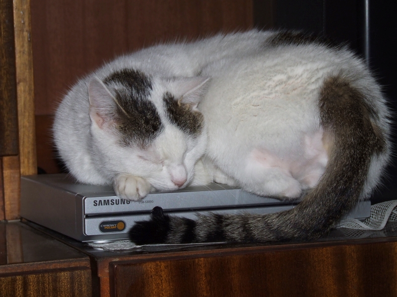 Wczytywanie Obrazu...