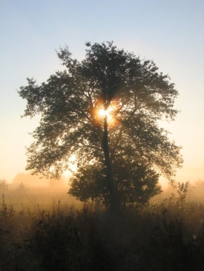 Wczytywanie Obrazu...