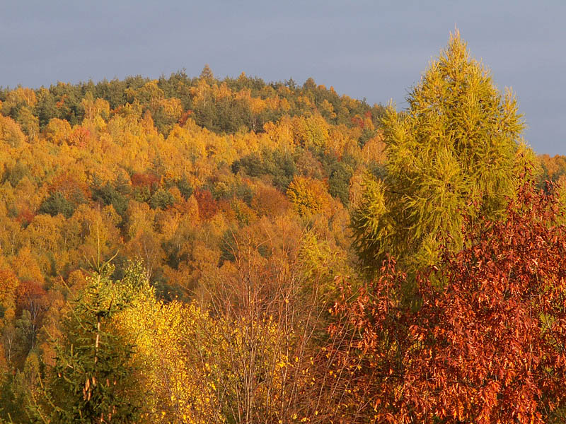 Wczytywanie Obrazu...