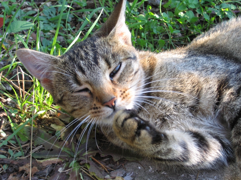 Wczytywanie Obrazu...