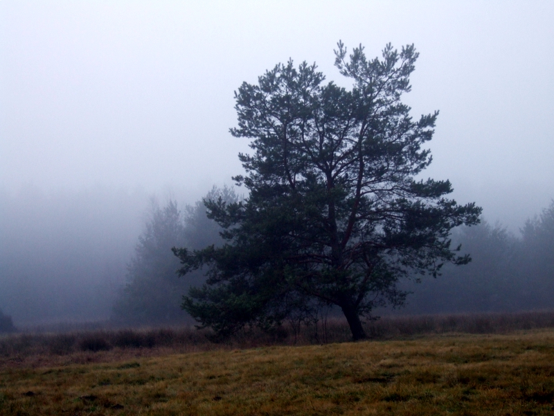 Wczytywanie Obrazu...