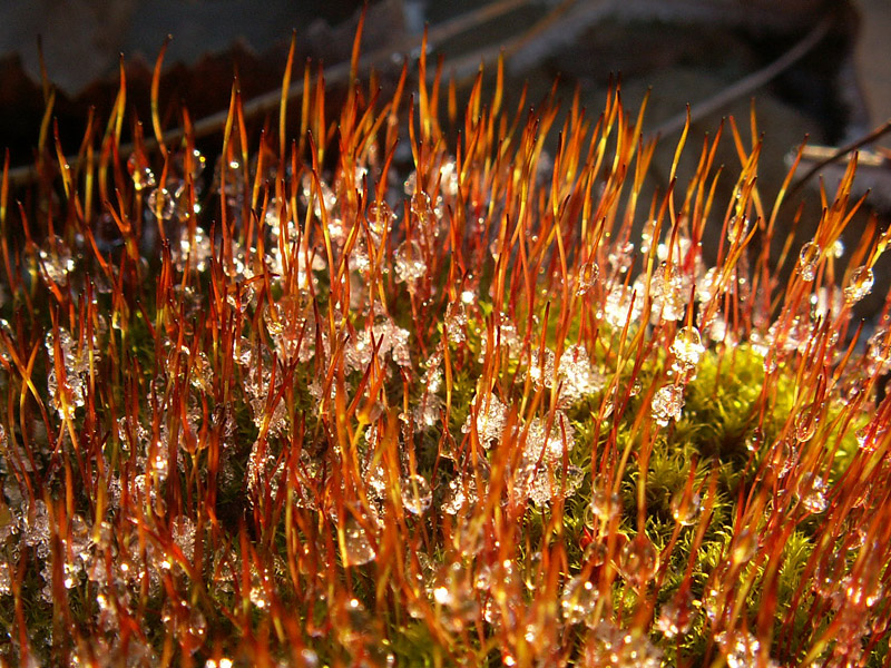 Wczytywanie Obrazu...