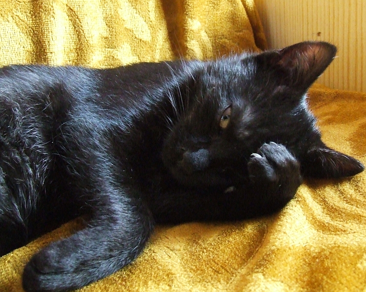 Wczytywanie Obrazu...