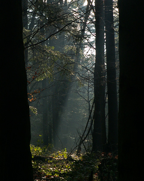 Wczytywanie Obrazu...